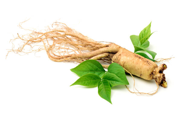 Panax Ginseng Extract