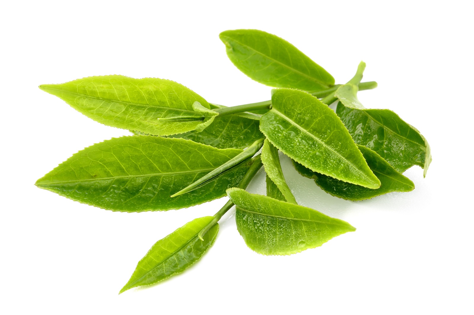 Green Tea Extract
